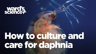 Caring and Culturing for Daphnia [upl. by Yentrok]