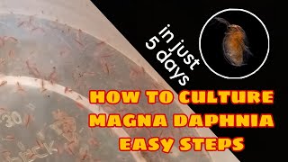 How to Culture Magna Daphnia Easily [upl. by Nibbs]