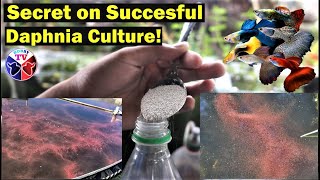 How to Culture Daphnia Successfully [upl. by Idelia]