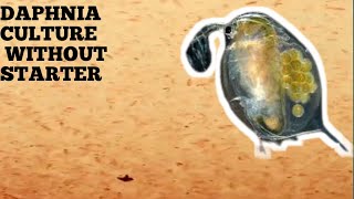 HOW TO CULTURE DAPHNIA NATURALLY WITHOUT A STARTER [upl. by Genesia]