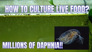 How to Culture Daphnia Secret Method to Breed MILLIONS  Simply Aquatic [upl. by Idur]