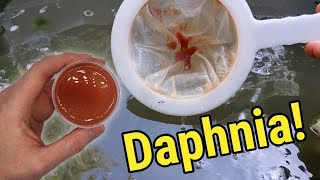 How I Culture Daphnia In Outdoor Tubs [upl. by Sylirama]