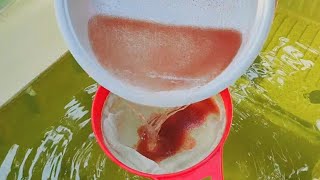 How to culture daphnia  Daphnia culture  How to grow daphnia outdoor [upl. by Hguh]