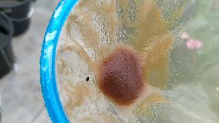 How to culture daphnia moina in a small container Part 1 English Subtitle [upl. by Benji]