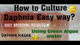 Daphnia MagnaHow to Culture Daphnia Easy wayCulturing Daphnia using Green water Daphnia [upl. by Labana]