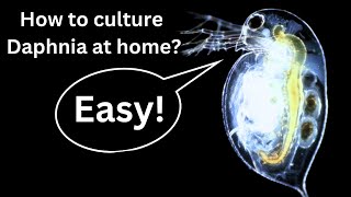 BEST Live Fish Food Beginner guide How to Culture Daphnia at home [upl. by Germain661]