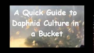 How to culture daphnia outside [upl. by Fern649]