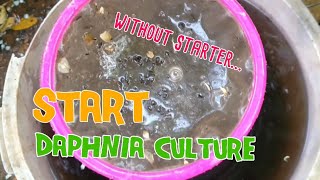 How to culture daphnia moina the easy way 1  Starting the Daphnia culture [upl. by Anissa]