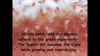 Daphnia  How to grow daphnia in your home [upl. by Bernard]