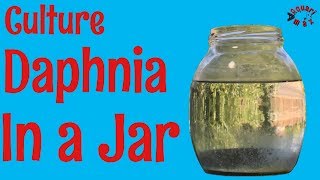 How to Culture Daphnia in a Jar [upl. by Ashman]