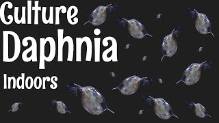 How to Culture Daphnia [upl. by Trakas]