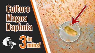 How to culture DAPHNIA MAGNA  The easy way [upl. by Adnocahs845]