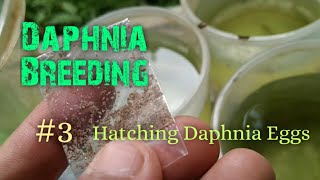 Daphnia Culture made simple and easy 3  Hatching Daphnia eggs [upl. by Lorrayne373]