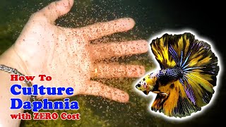 How to Culture Daphnia with ZERO Cost  Unlimited Live Food For Our Fish [upl. by Naujyt]