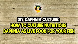 DIY Daphnia Culture How to Culture Nutritious Daphnia as Live Food for Your Fish [upl. by Etteniuqna]