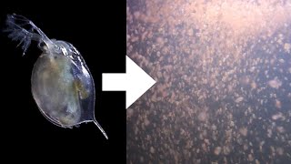 How I Culture Daphnia [upl. by Ahtelahs]