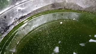 DAPHNIA MOINA CULTURE IN A SMALL BUCKET [upl. by Garnett]