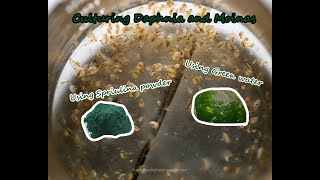 How To Culture Daphnia and Moinas using Green Water Spirulina powder [upl. by Mackoff]