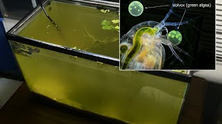 Raising Daphnia for the Freshwater Aquarium [upl. by Allenrac420]