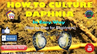 HOW TO CULTURE DAPHNIA In Easy Way [upl. by Anaejer]